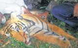 Man-eater tiger shot dead, finally